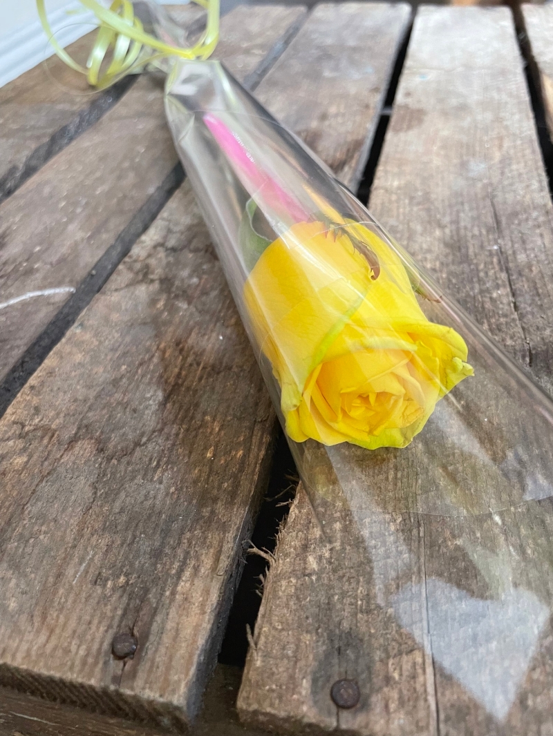 Single Rose